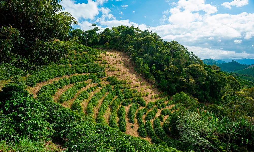 Fazenda Café Ninho da Águia