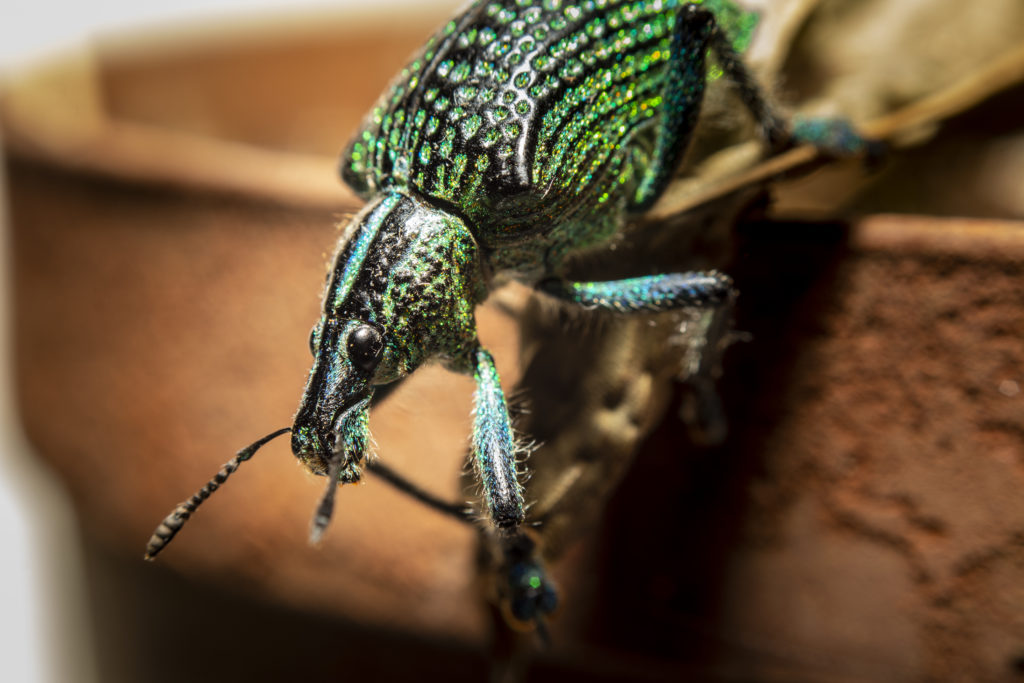 SEB traça diagnóstico da Entomologia no Brasil Programa de Pós